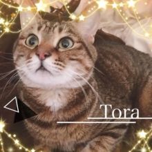 tora.misuzu