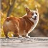 toushi.corgi