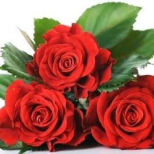 trose1004