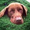 turfthedog