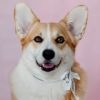 tweeetsofdogs