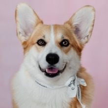 tweeetsofdogs