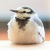 wagtail0203