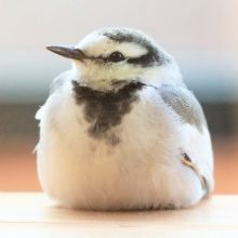 wagtail0203