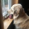 walterthegolden