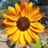 wendy.talmage