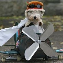 westietx