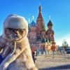 wild.moscow