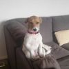 wolfeateress