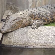 yamadadaibouken